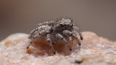 Habronattus amicus