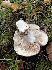 Cortinarius flavescentipes