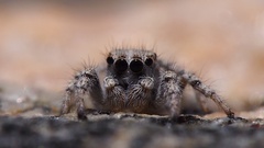 Habronattus amicus