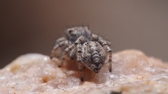 Habronattus amicus