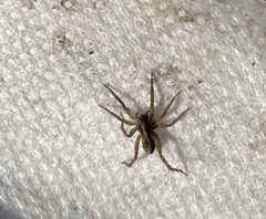 Schizocosa avida