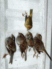 Zonotrichia albicollis