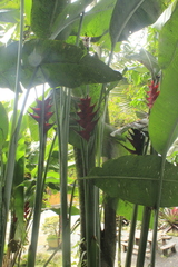Heliconia caribaea