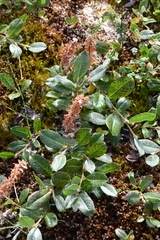 Salix saxatilis