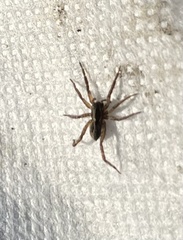 Schizocosa avida