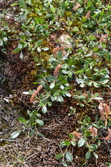 Salix saxatilis