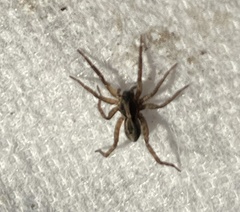 Schizocosa avida