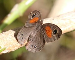 Cassionympha cassius