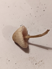 Mycena galericulata