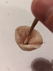 Mycena galericulata
