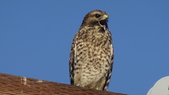 Buteo lineatus