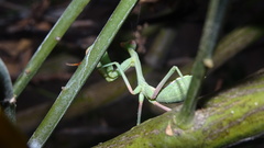 Stagmomantis limbata