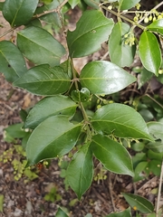 Chiococca alba