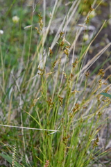 Carex krausei