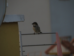 Passer domesticus