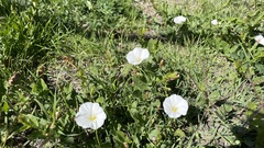Calystegia macrostegia