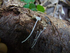 Hemimycena