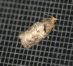 Cryptoptila australana