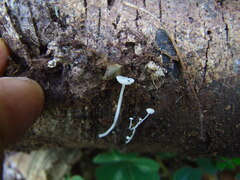 Hemimycena