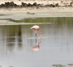 Phoenicopterus ruber