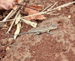 Microlophus indefatigabilis