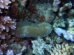 Ctenactis crassa