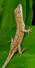 Anolis sericeus