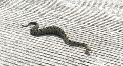Crotalus culminatus