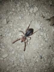 Eremobates kraepelini