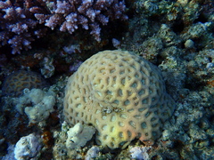 Goniastrea thecata