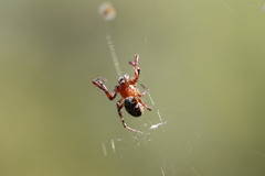 Larinioides patagiatus