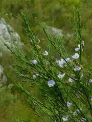 Psoralea usitata