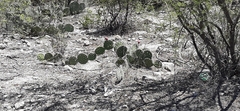 Opuntia stenopetala
