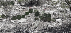 Opuntia stenopetala
