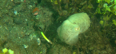 Sepia latimanus