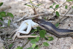 Dromicodryas bernieri