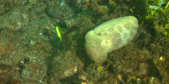 Sepia latimanus