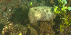 Sepia latimanus