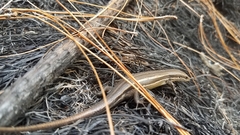Trachylepis gravenhorstii
