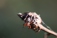 Larinioides patagiatus