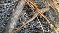 Trachylepis gravenhorstii