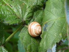 Cepaea