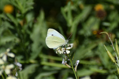 Pieris rapae rapae