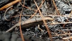 Trachylepis gravenhorstii