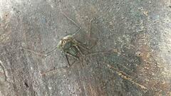 Paraphrynus laevifrons