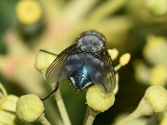 Calliphora vicina