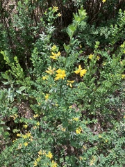 Genista monspessulana