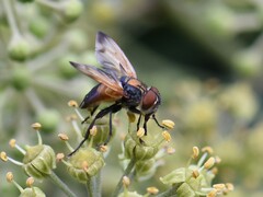 Phasia aurigera
