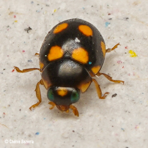 Brachiacantha bahiensis