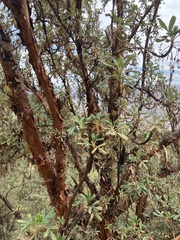 Polylepis